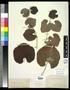 Thumbnail image of item number 1 in: '[Herbarium Sheet: Vitis californica Bentham #213]'.