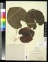 Specimen: [Herbarium Sheet: Vitis californica Bentham #214]