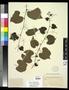 Primary view of [Herbarium Sheet: Vitis cinera #216]