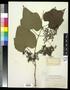 Specimen: [Herbarium Sheet: Vitis #219]