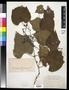 Thumbnail image of item number 1 in: '[Herbarium Sheet: Grape Vine #225]'.