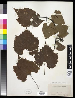 Primary view of object titled '[Herbarium Sheet: Three Leaves and Plant Stem]'.