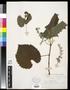 Specimen: [Herbarium Sheet: Vitis cordifolia Lam. #231]