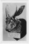 Thumbnail image of item number 1 in: 'Jackalope postcard from Club Cafe'.