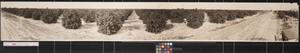 Primary view of object titled '240 Acre citrus orchard on Sharyland tract'.