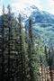 Photograph: [Buckskin Mountain Seen Through a Forest]