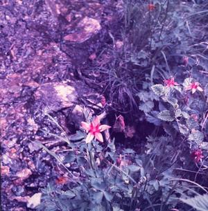 Primary view of object titled '[Columbine Flower Found Along Holden Trail]'.