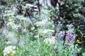 Photograph: [Lupine Wildflowers]