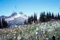 Primary view of [Alpine Flowers Near Cloudy Pass]