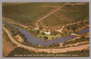 Primary view of object titled '[Postcard of Palo Verde Groves]'.