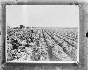 Primary view of object titled '[Cabbage field]'.
