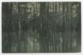 Postcard: [Postcard of Cypress Trees in the Water, Caddo Lake State Park, Karna…
