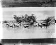 Photograph: [Cattle standing in water]