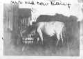 Primary view of ["Our old cow Daisy"]