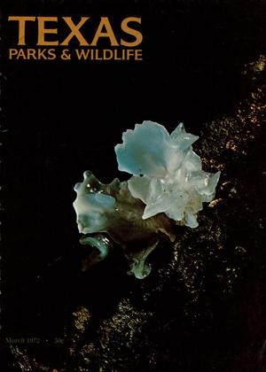 Primary view of object titled 'Texas Parks & Wildlife, Volume 30, Number 3, March 1972'.