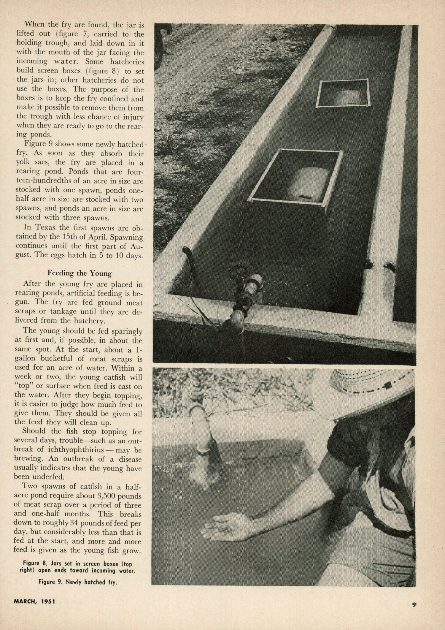Texas Game and Fish, Volume 9, Number 4, March 1951
                                                
                                                    9
                                                