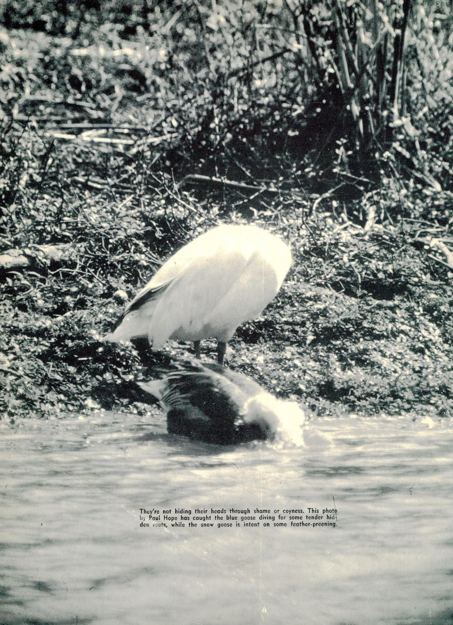 Texas Game and Fish, Volume 22, Number 1, January 1964
                                                
                                                    ATTACHMENT
                                                