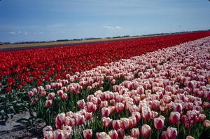 Primary view of object titled '[Rows of Pink and Red Tulips]'.