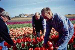 Primary view of object titled '[Group of People Working in a Tulip Field]'.