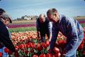 Photograph: [Group of People Working in a Tulip Field]