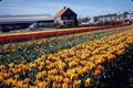 Photograph: [Rows of Tulips]