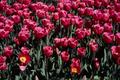Primary view of [Close-up of Pink Tulips]