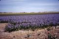 Photograph: [Purple Flowers in Tulip Field]