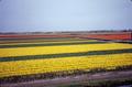 Photograph: [Zoomed Out View of Tulip Field]