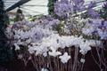 Photograph: [Flowers in a Greenhouse]