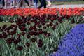 Photograph: [Close Up of Maroon Tulips]