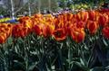 Photograph: [Close-Up of Orange Tulips]