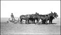 Photograph: [Horses and mules pulling a plow]