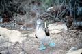 Photograph: [Blue-footed Booby]