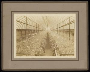 Primary view of object titled '[Goree Greenhouses, Interior View]'.