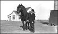 Photograph: [Mr. Palm and a horse]