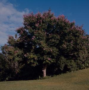Primary view of object titled '[Bauhinia growing in Puerto Rico]'.