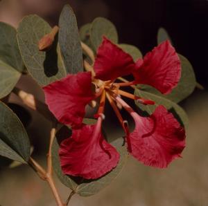 Primary view of object titled '[Bauhinia flower close up in Puerto Rico]'.