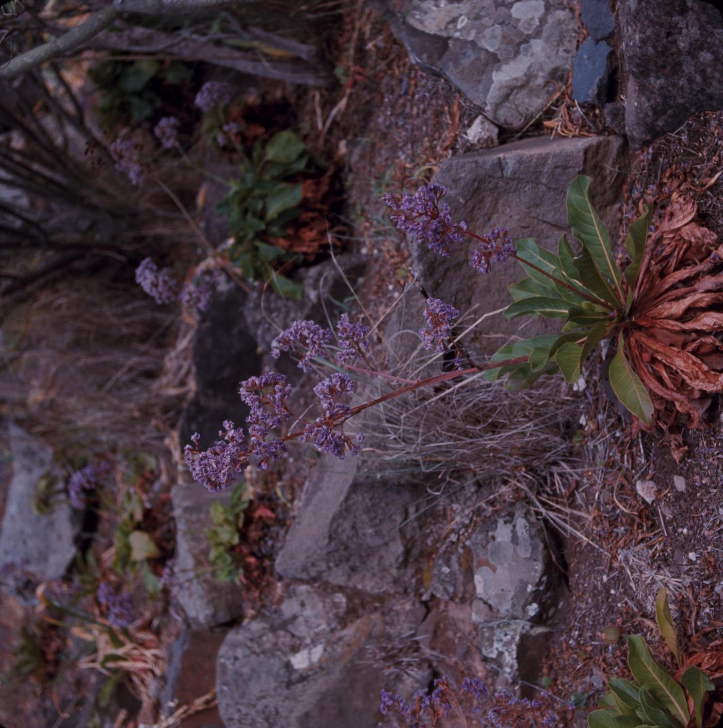 [Limonium macrophyllum growing in Canary Islands]
                                                
                                                    [Sequence #]: 1 of 1
                                                