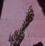 Photograph: [Echium stalk from Gran Canaria Island, Canary Islands] BRIT-A-AR003-…