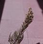 Photograph: [Echium stalk from Gran Canaria Island, Canary Islands] BRIT-A-AR003-…