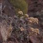 Thumbnail image of item number 1 in: '[Aeonium in Era del Cardon, Canary Islands]'.