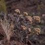 Photograph: [Aeonium in Era del Cardon, Canary Islands]