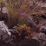 Primary view of [Limonium spectabile from Jardín Botánico Canario, Canary Islands]