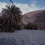 Thumbnail image of item number 1 in: '[Phoenix canariensis from Jardín Botánico Canario, Canary Islands]'.