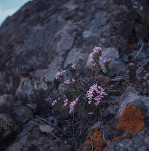 [Micromeria helianthemifolia in Arguineguin, Canary Islands #1]