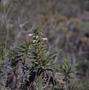Thumbnail image of item number 1 in: '[Unidentified plant with white flowers in Arguineguin, Canary Islands]'.