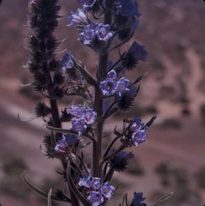 Primary view of object titled '[Echium auberianum growing on Tenerife Island, Canary Islands]'.