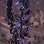 Thumbnail image of item number 1 in: '[Echium auberianum growing on Tenerife Island, Canary Islands]'.