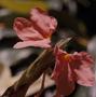 Photograph: [Crossandra infundibuliformis close-up at Fairchild Tropical Botanic …