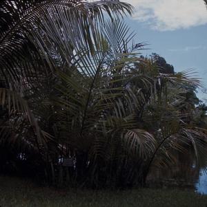 Primary view of object titled '[Palm tree branches at Fairchild Tropical Botanic Gardens Florida]'.